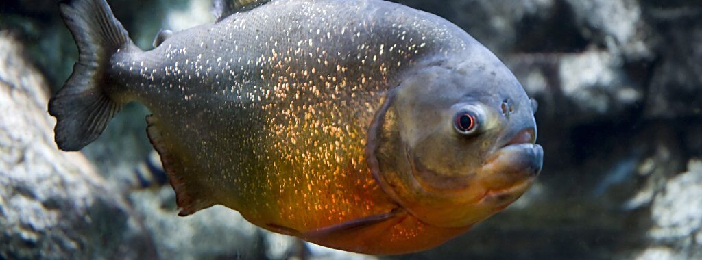 Discover the Amazon's Freshwater Fish | Bristol Aquarium