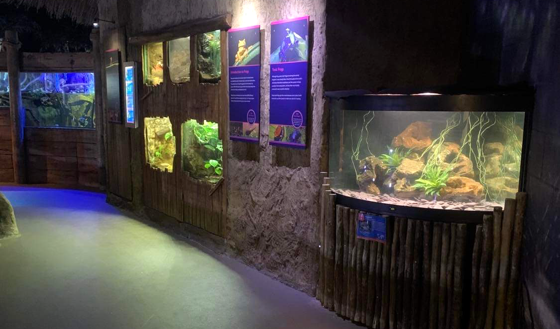 New animal alert - Axolotl fun! - Bristol Aquarium