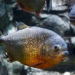 Red bellied Piranha