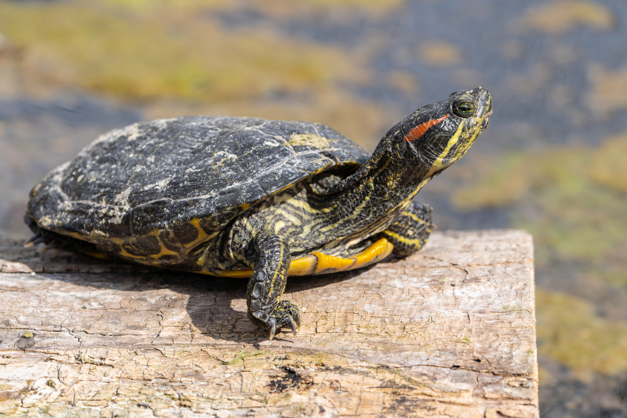 Terrapin Fact File - Bristol Aquarium